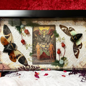 Star Crossed Cicadas