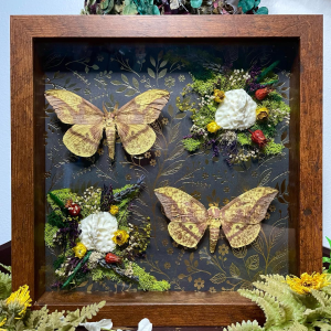 Yellow Imperial Moth and Osteoderms