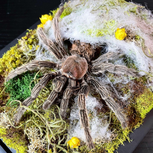 Custom Terrarium with Tarantula Molt